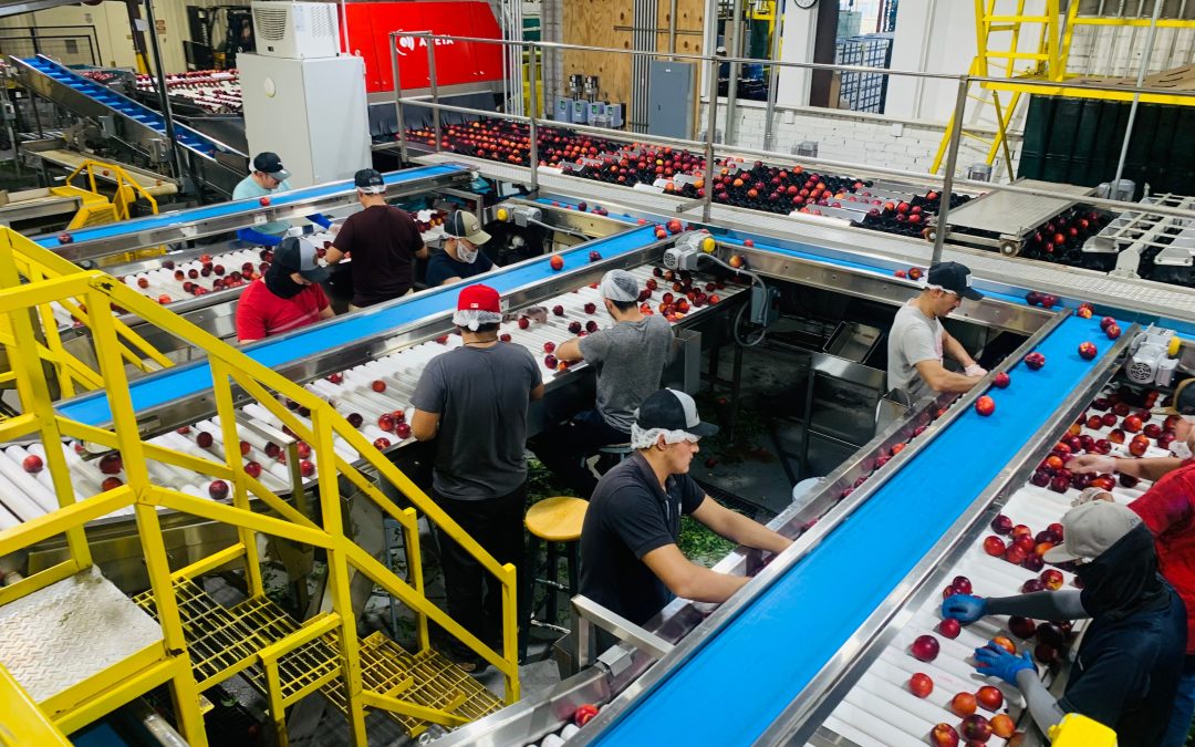 Food processing production line with conveyors and workers, illustrating manufacturing automation, MES and OEE